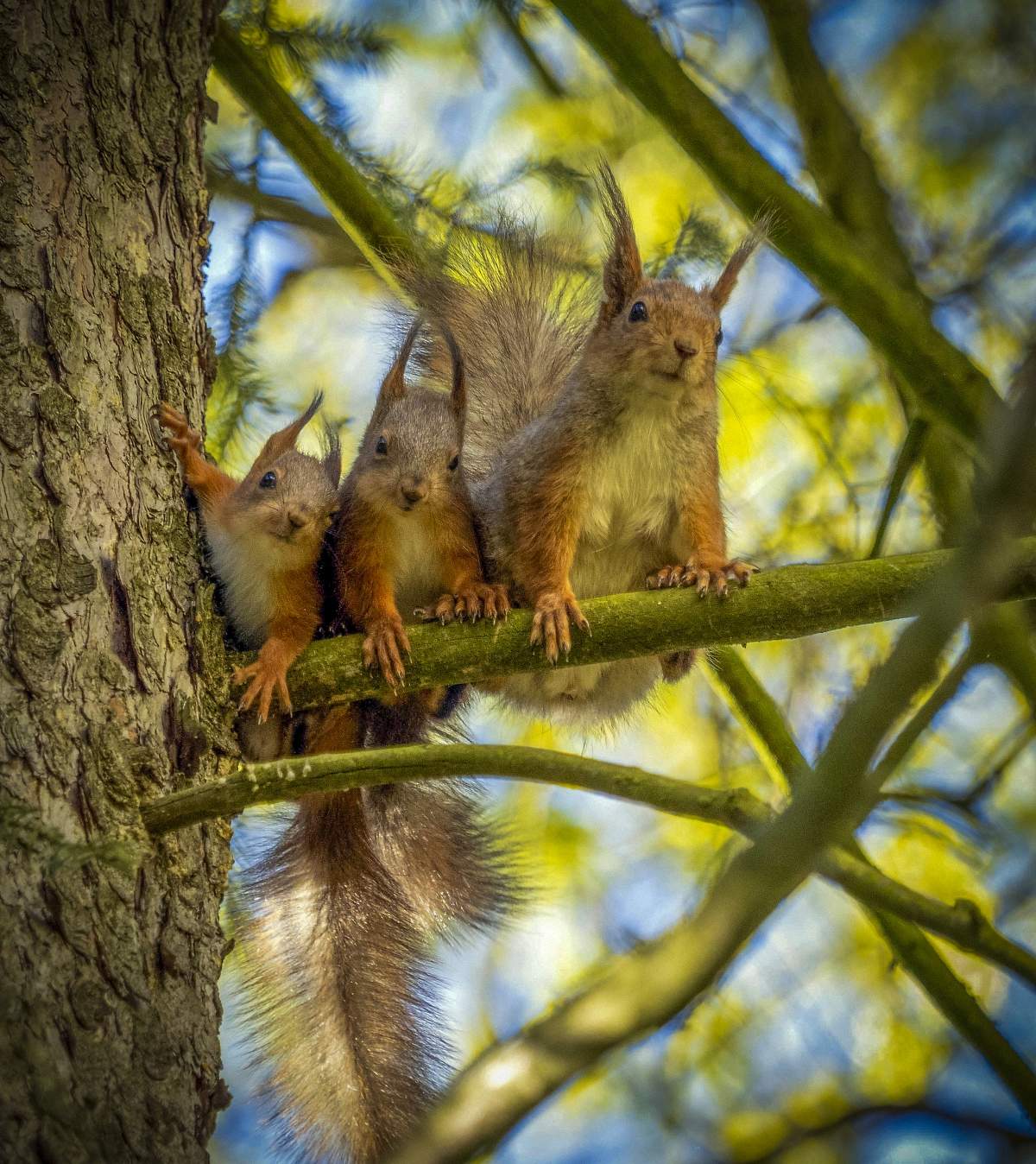 И меня, и меня, и меня )