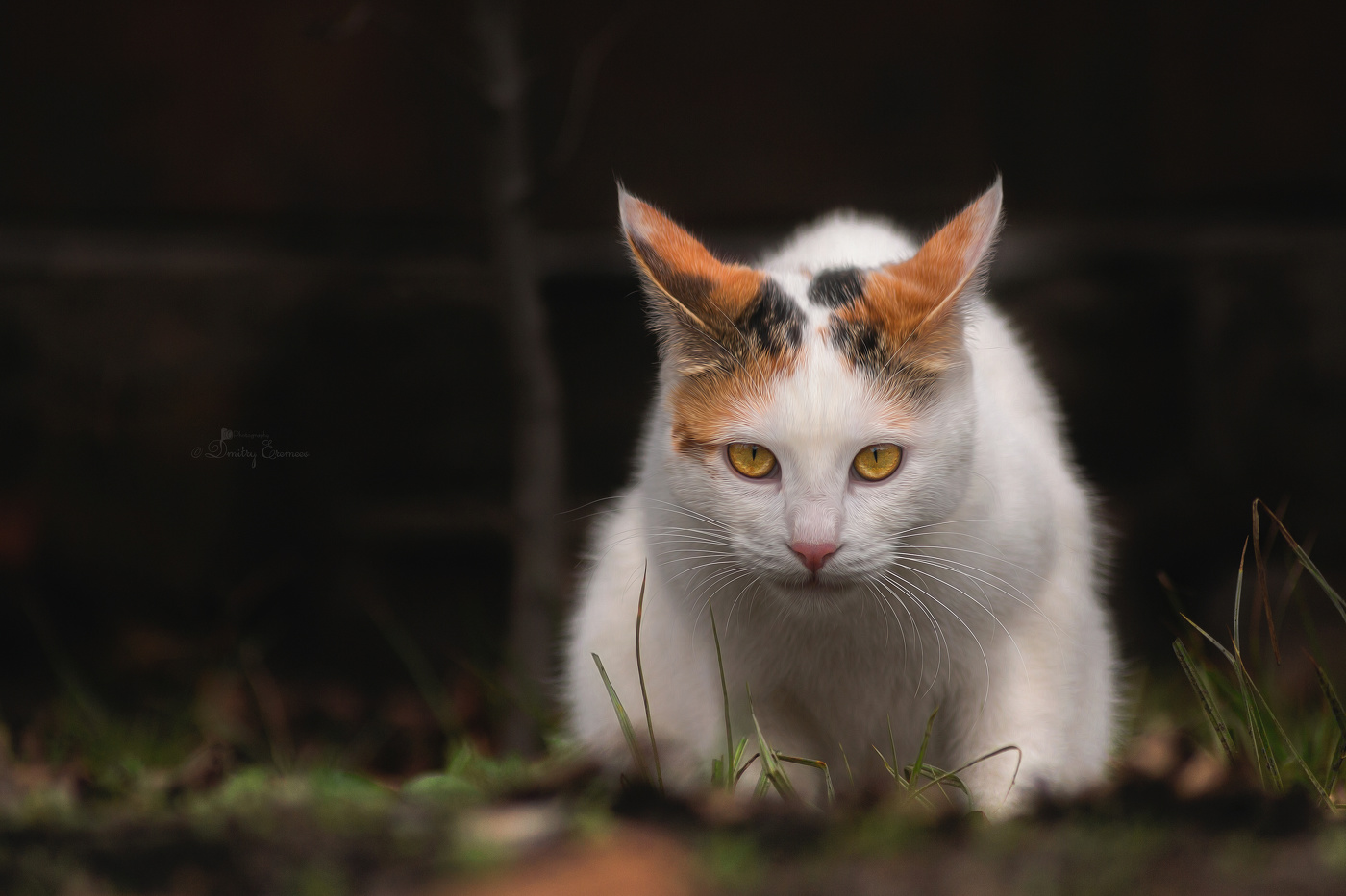 Идёт охота..)