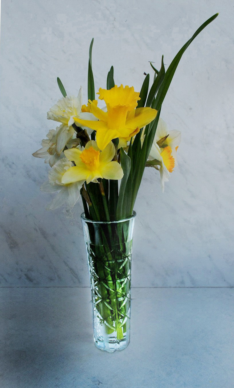 Нарциссы