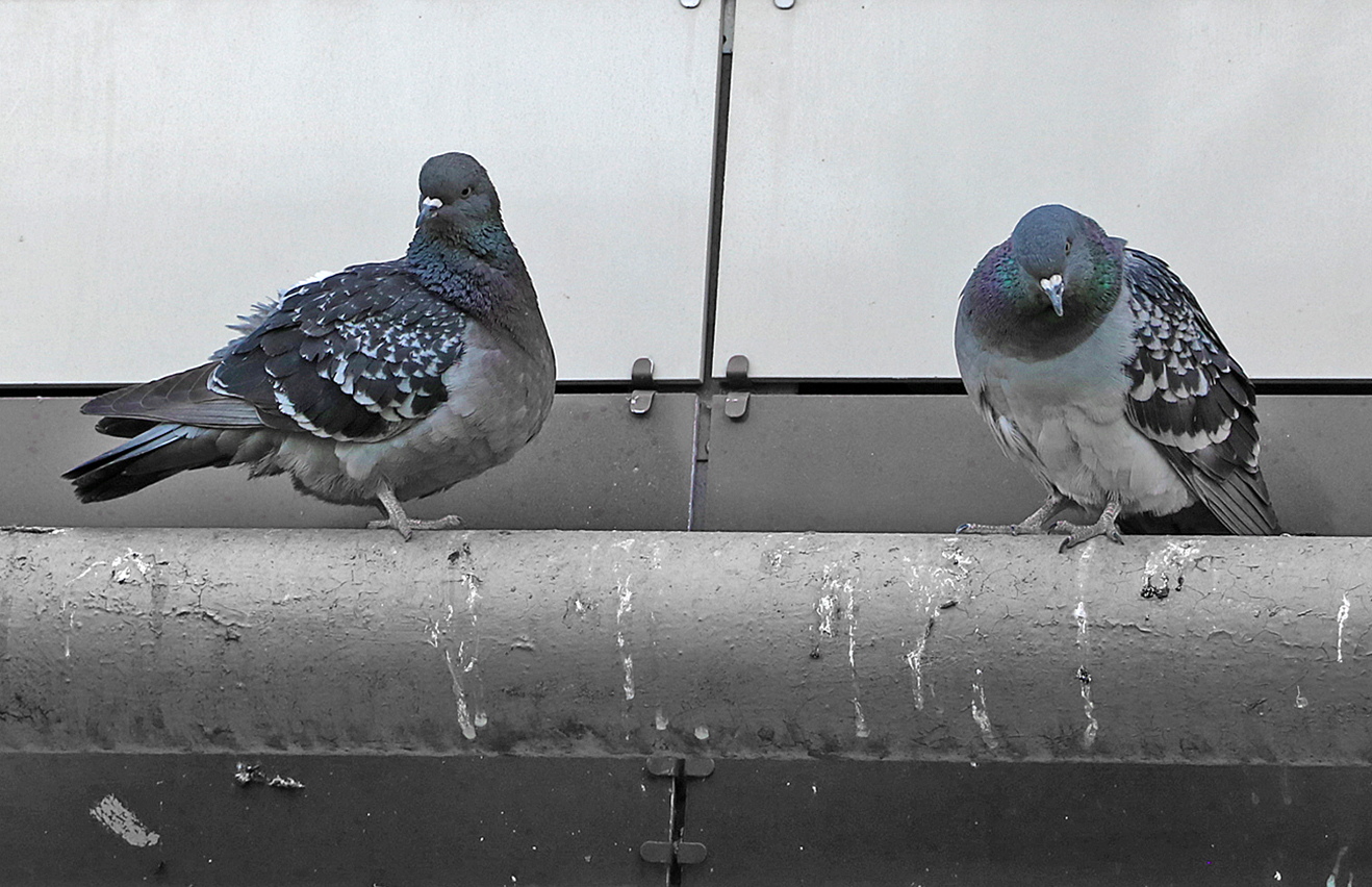 Посиделки на газовой трубе