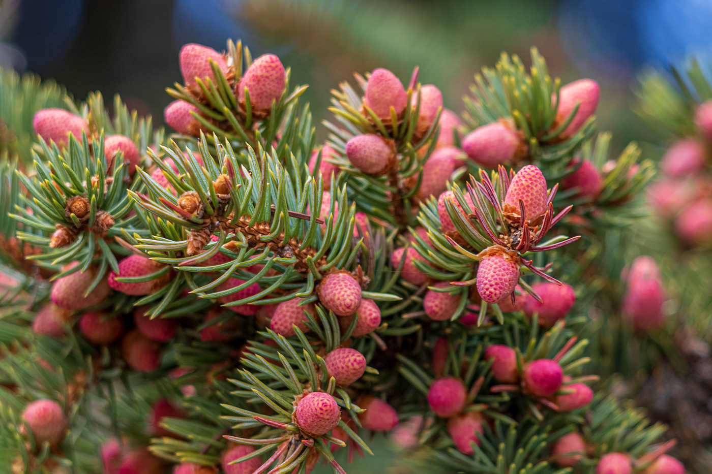 Землянички на ёлочке.