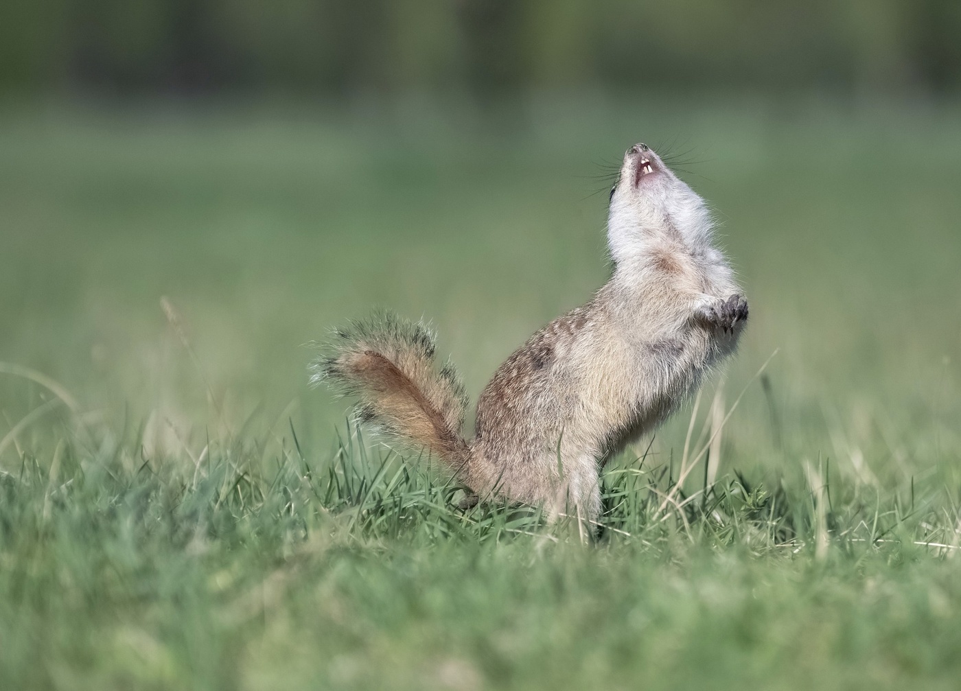 Начинающая модель