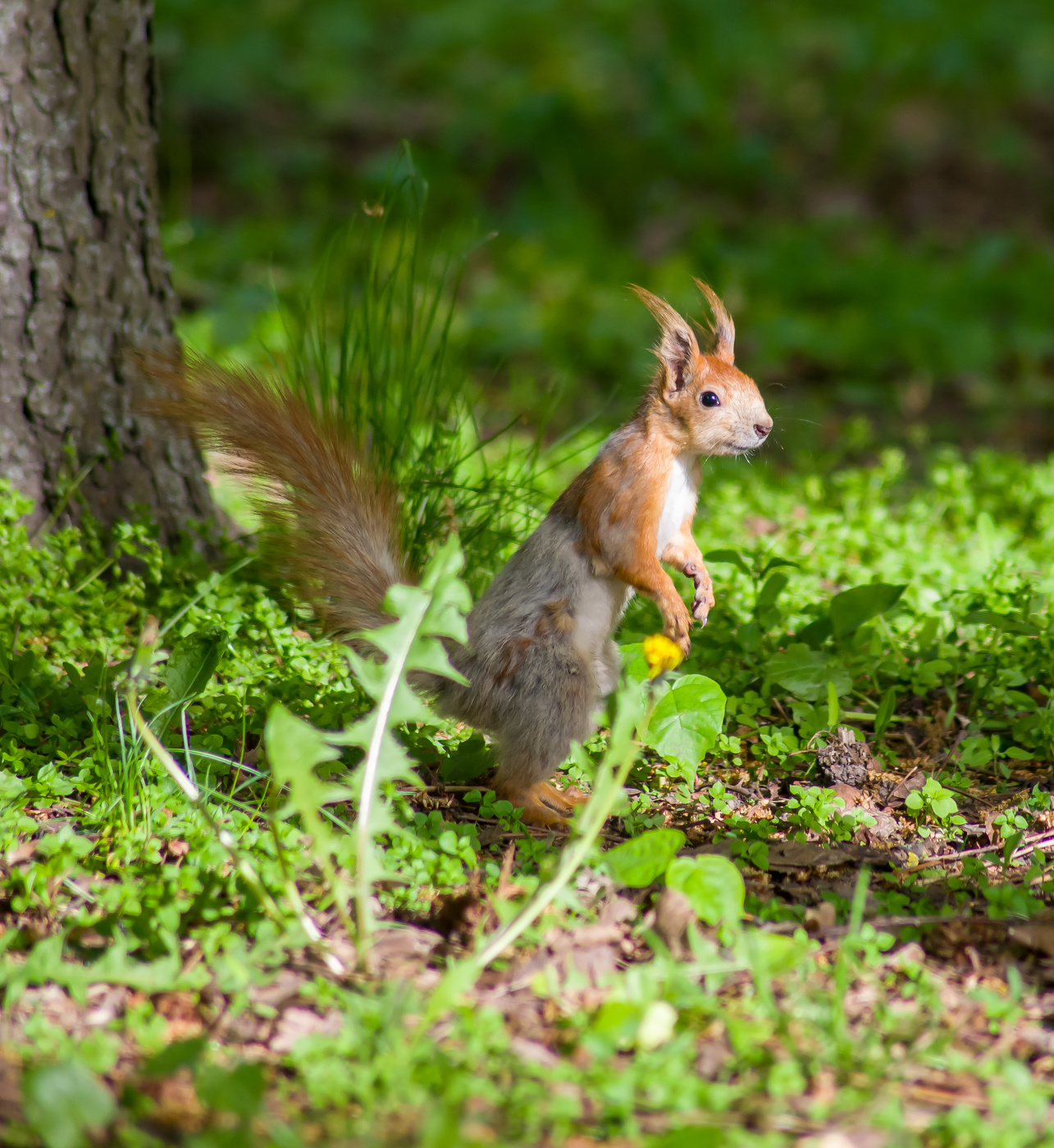 Белка в парке.
