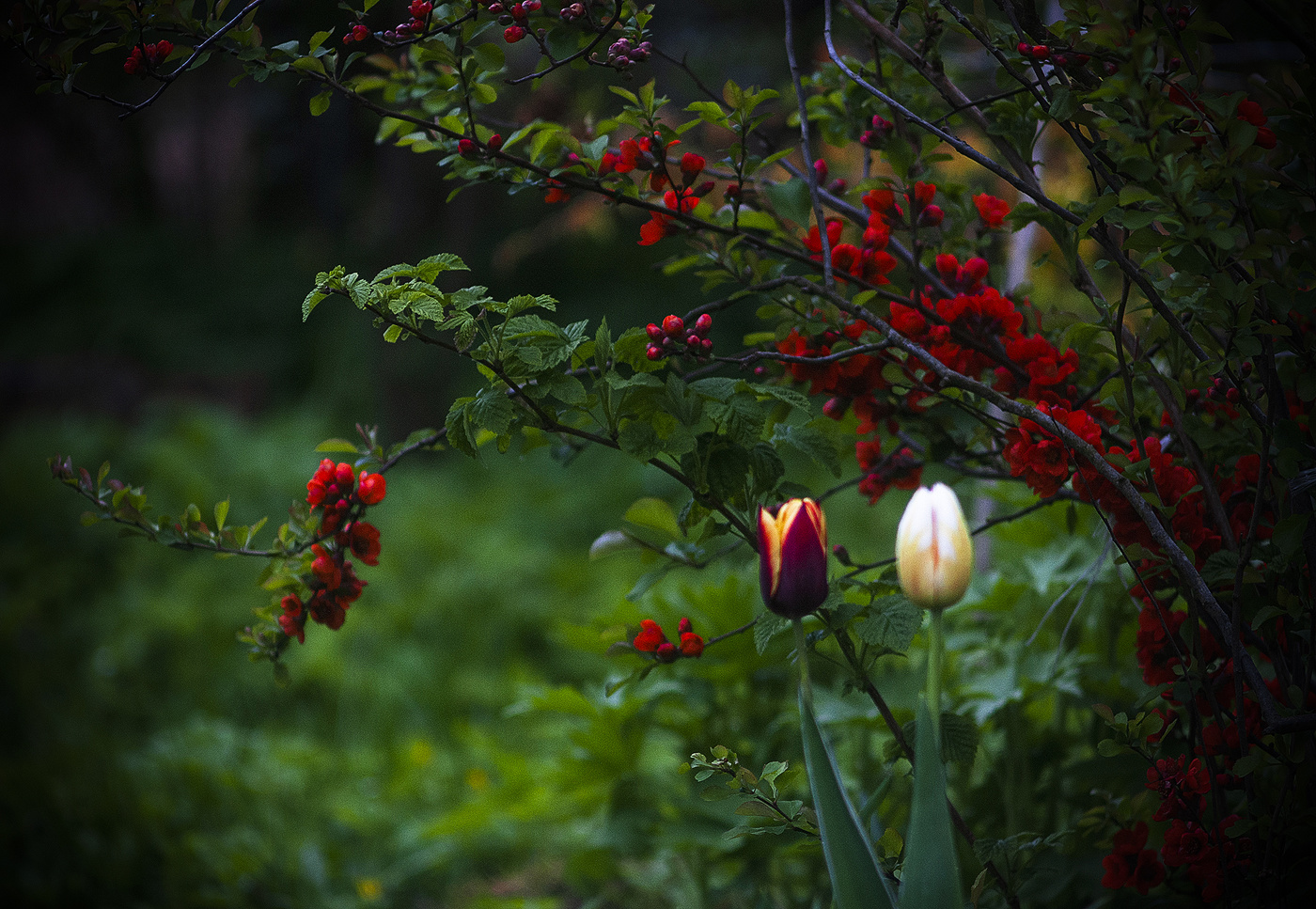 Предутреннее.