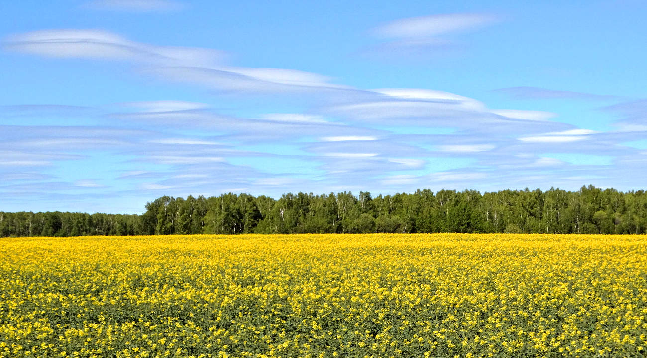 Небосвод над рапсовым полем