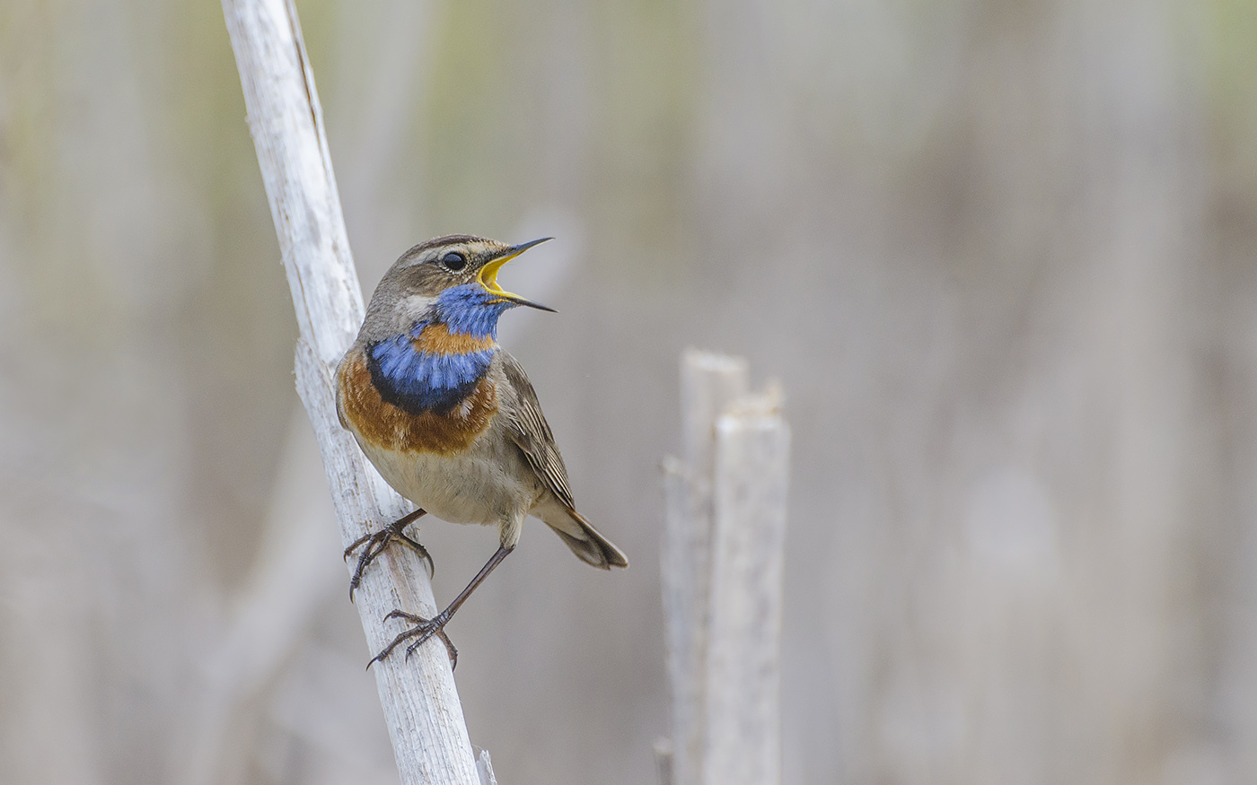 Яркая птица весны