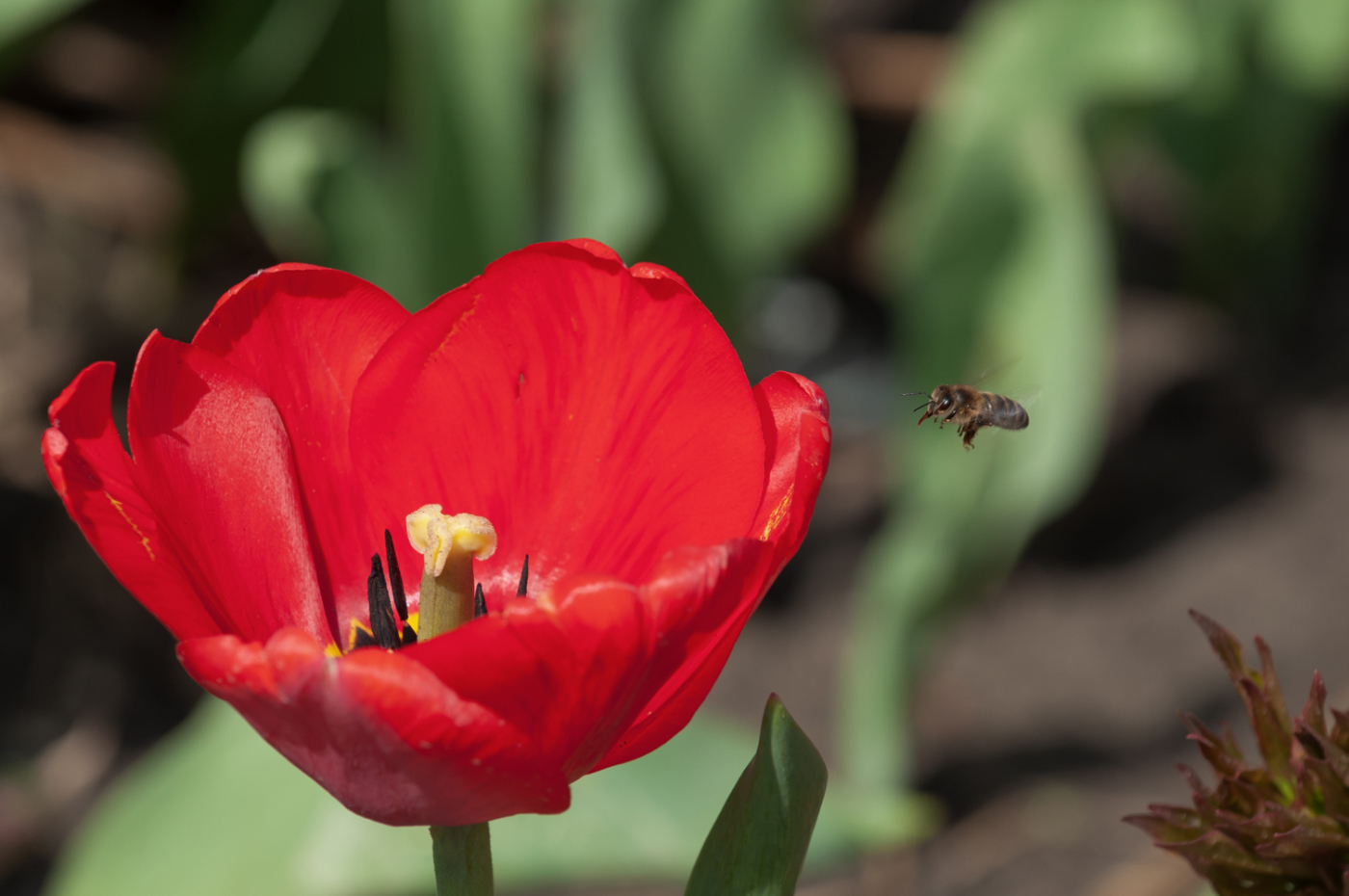 В гости к тюльпану.