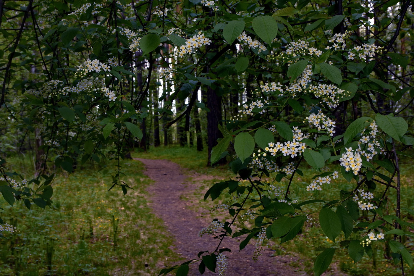 **Лесная тропинка.*