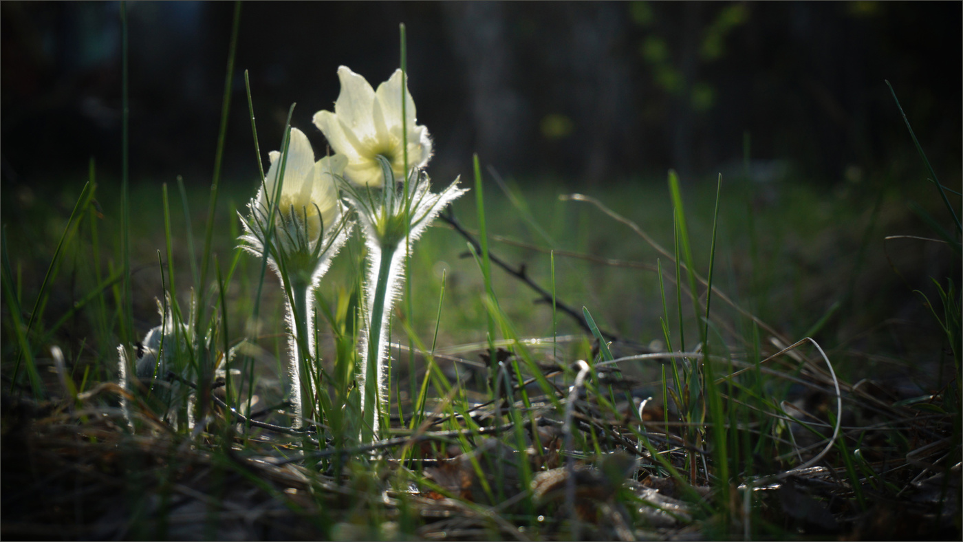Весна для двоих