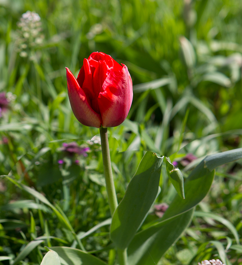 Вольный самосад