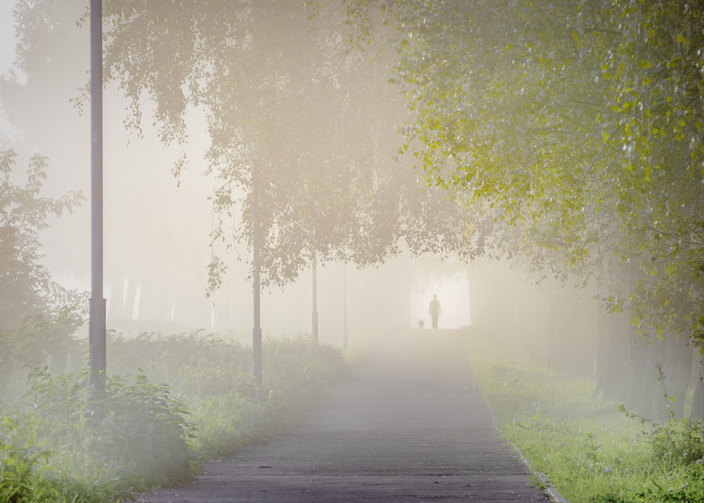 Туманная аллея