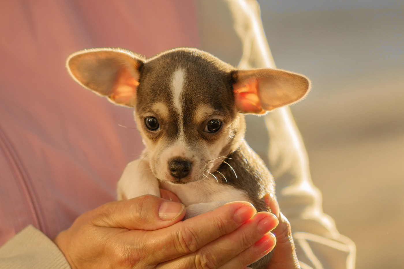 Чи хуа, чи не хуа?!