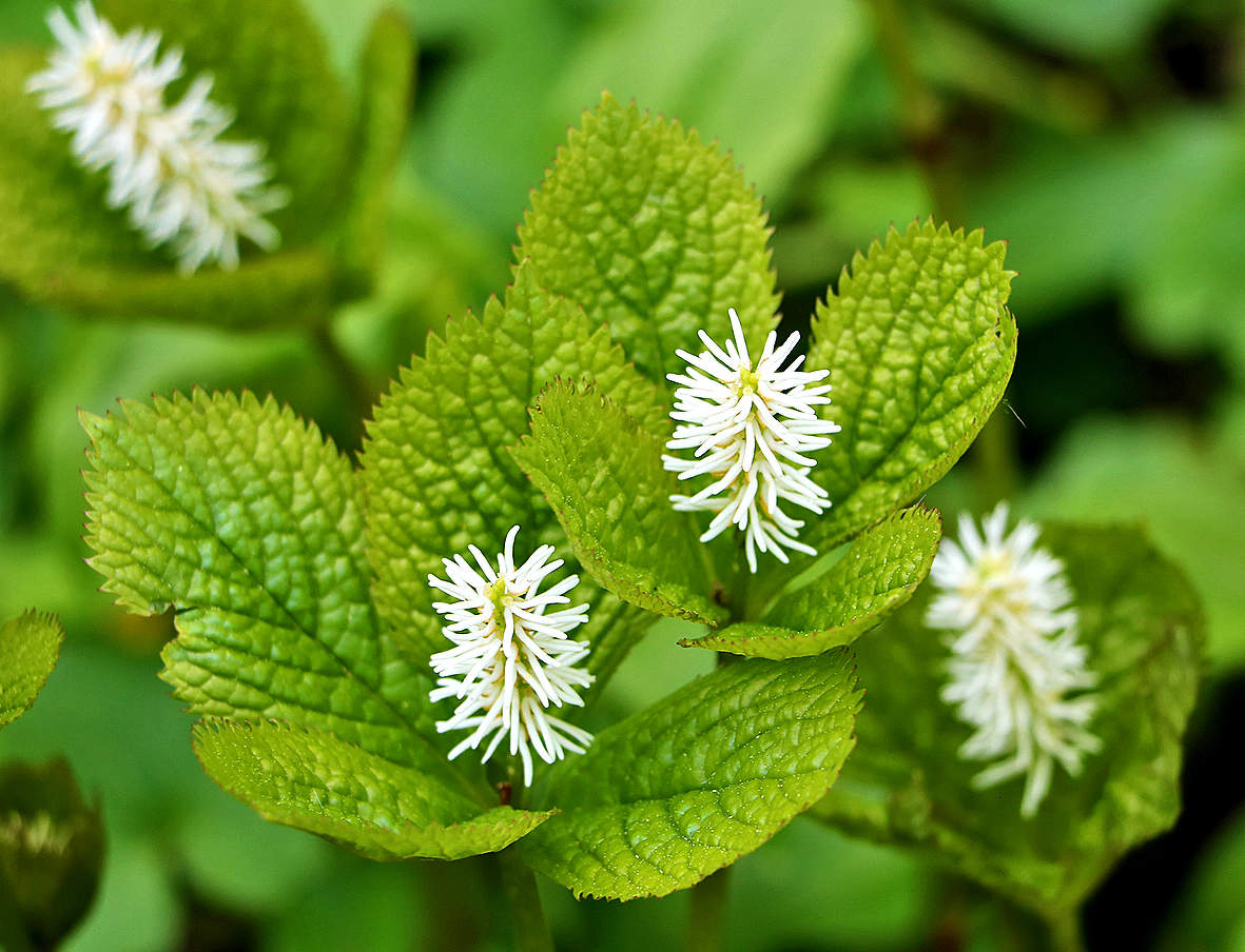 Хлорант японский