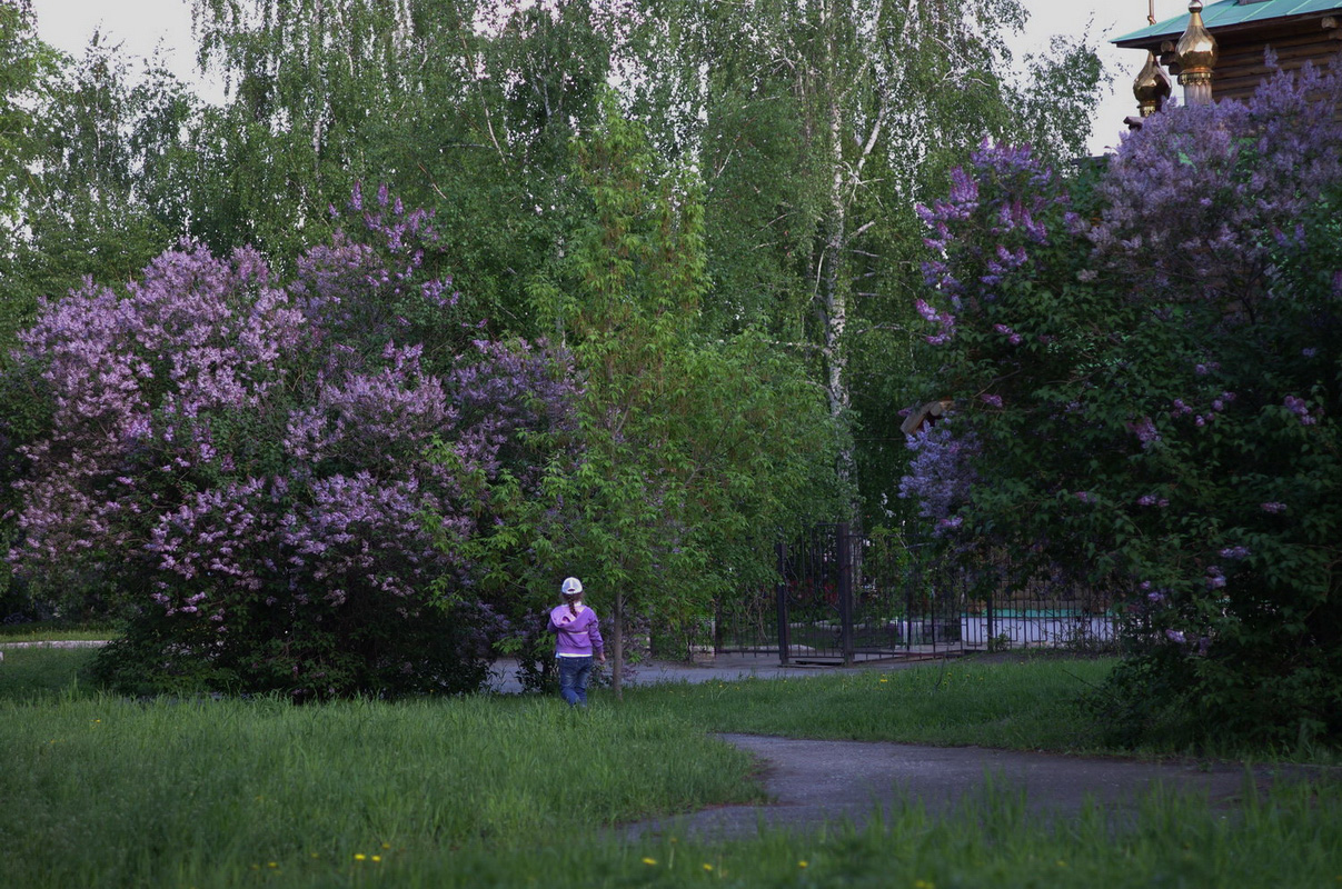 Сирень цветёт