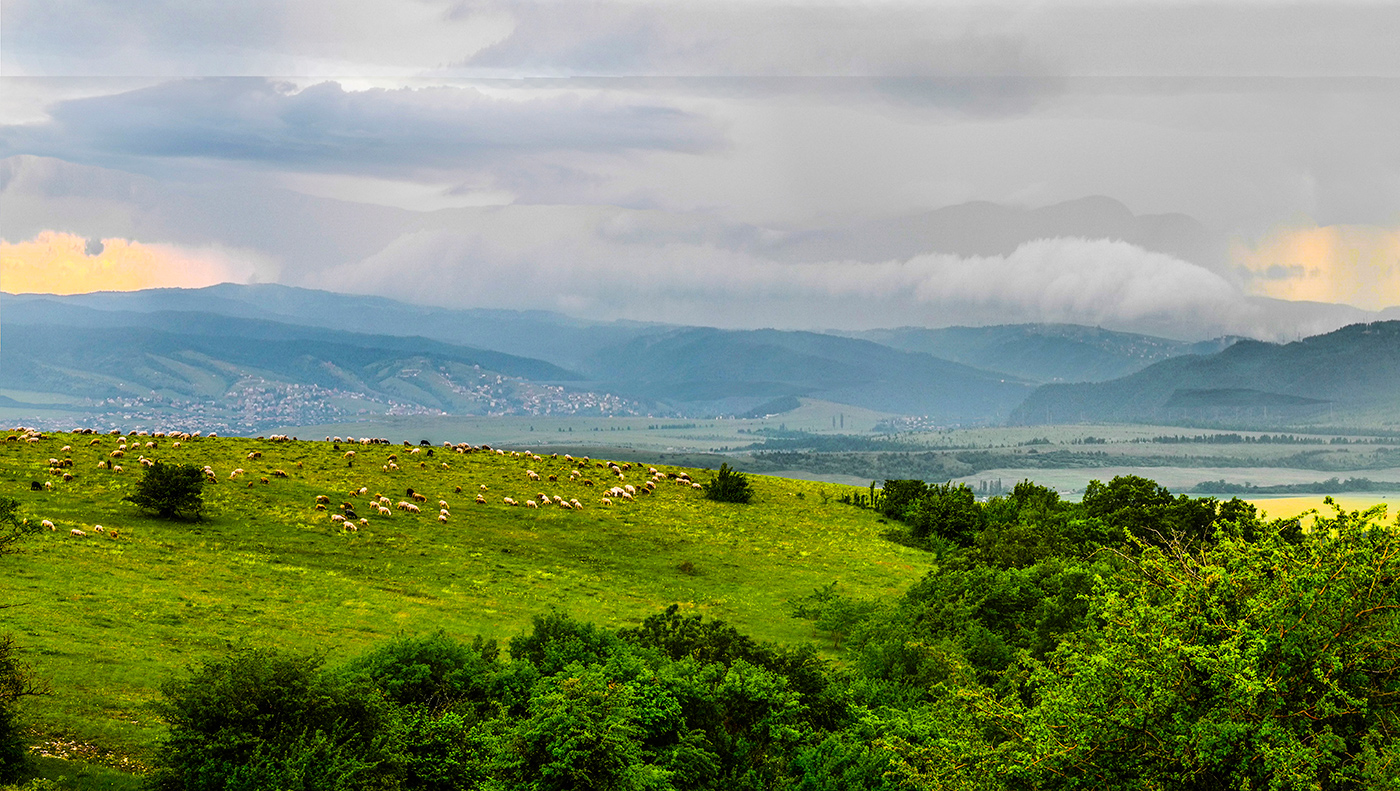 Отара на выпасе