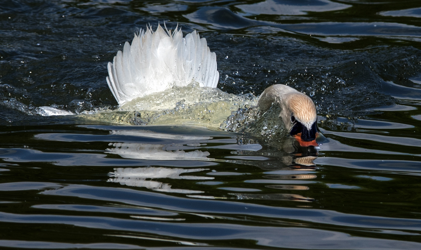Лебеди умеют плавать в стиле баттерфляй.