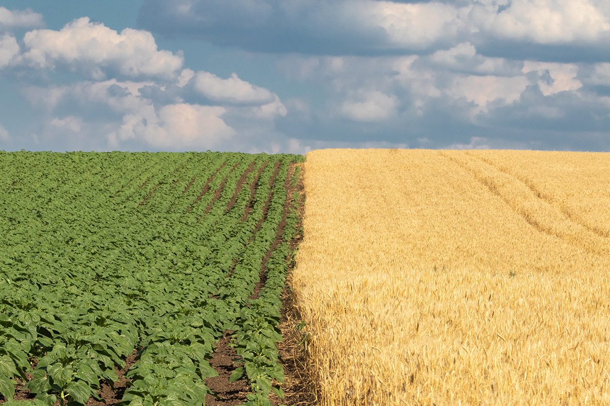 Середина лета