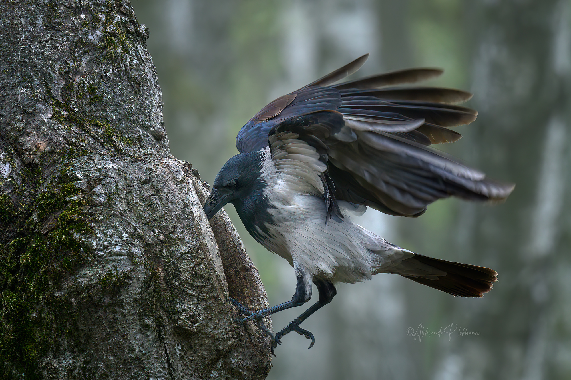 Любопытная ,,Варвара,,