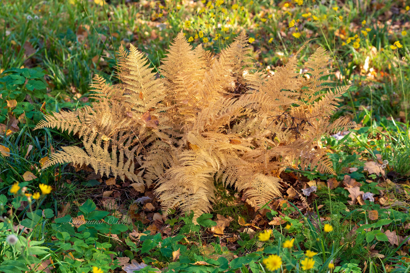 Верхний парк Ораниенбаума осенью.