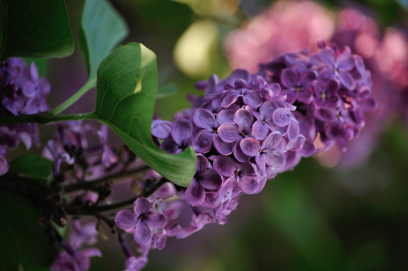 Цветёт сирень...её лиловый слышен запах....