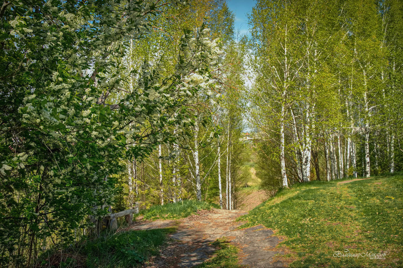 Весна у старой скамейки