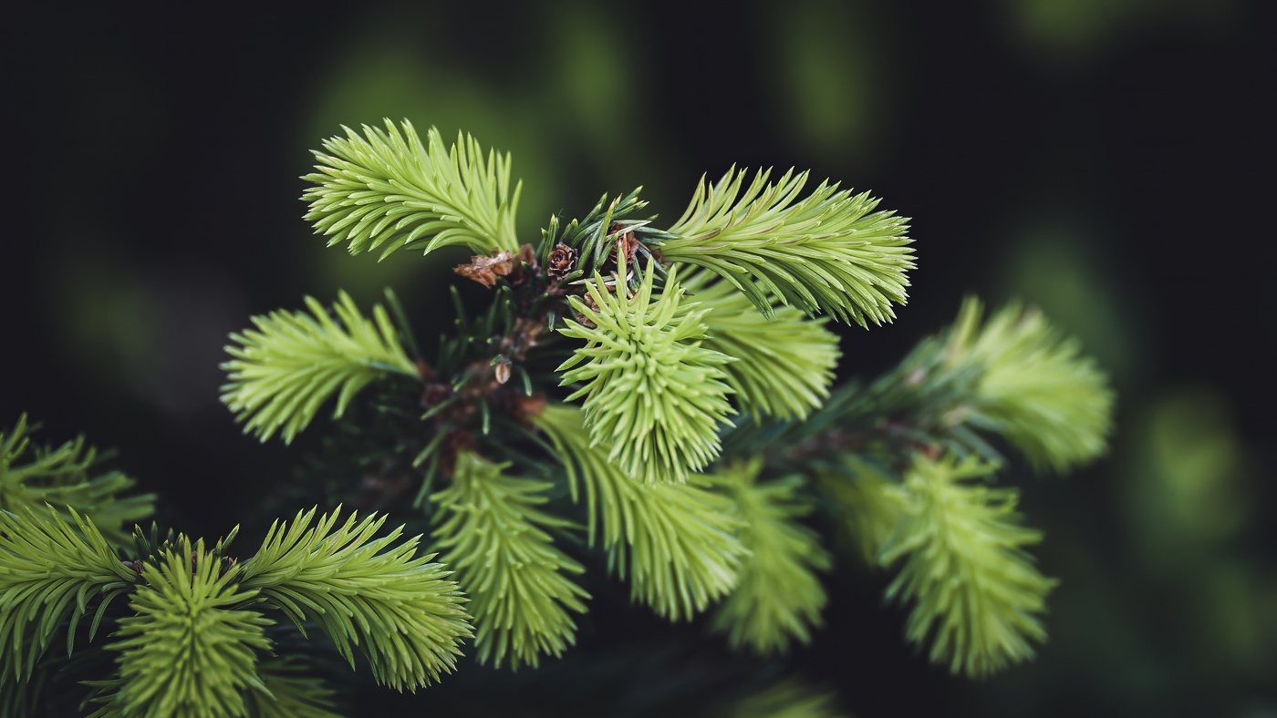 Лапы ели, лапки, лапушки...