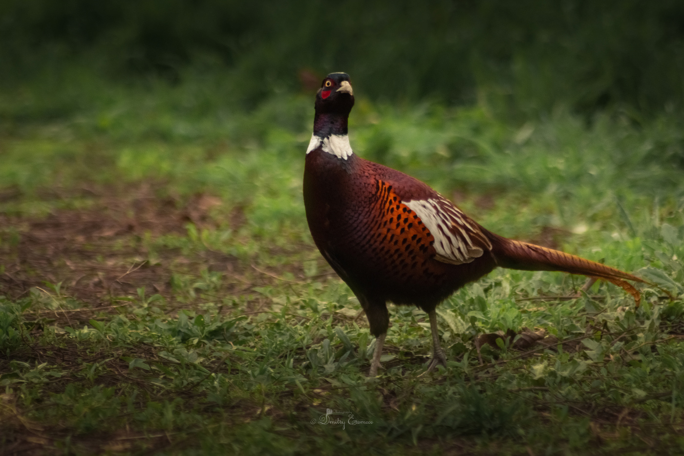 Каждый фазан желает знать где сидит фотограф )