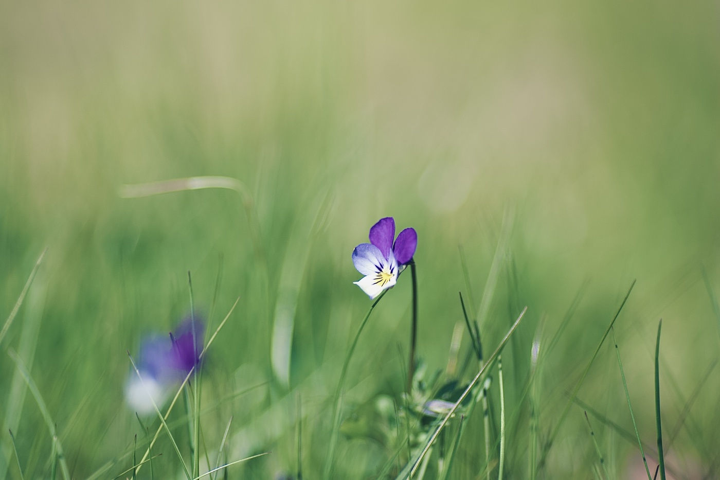 и я почти как лебедь