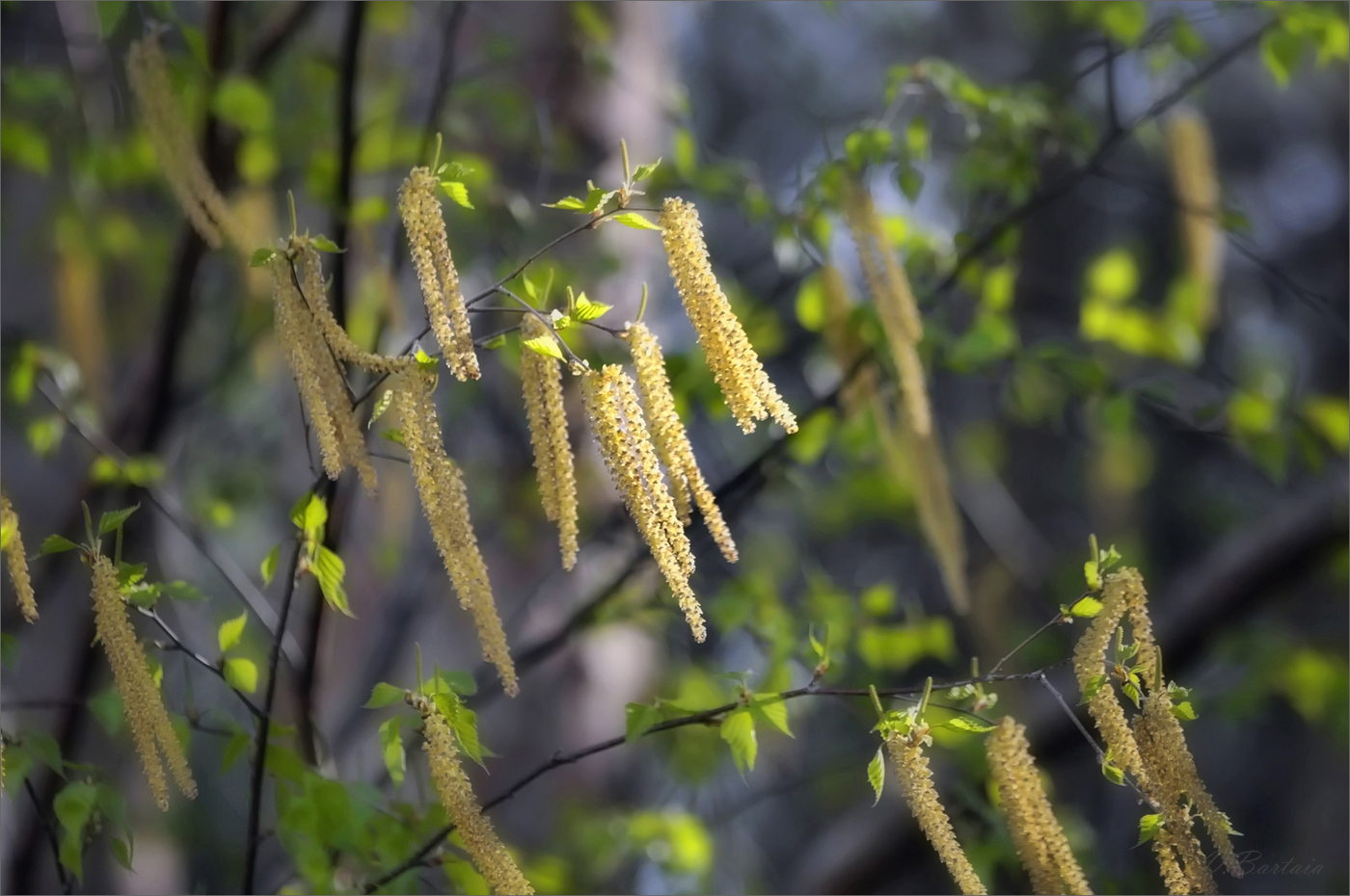 Берёзок весенний наряд