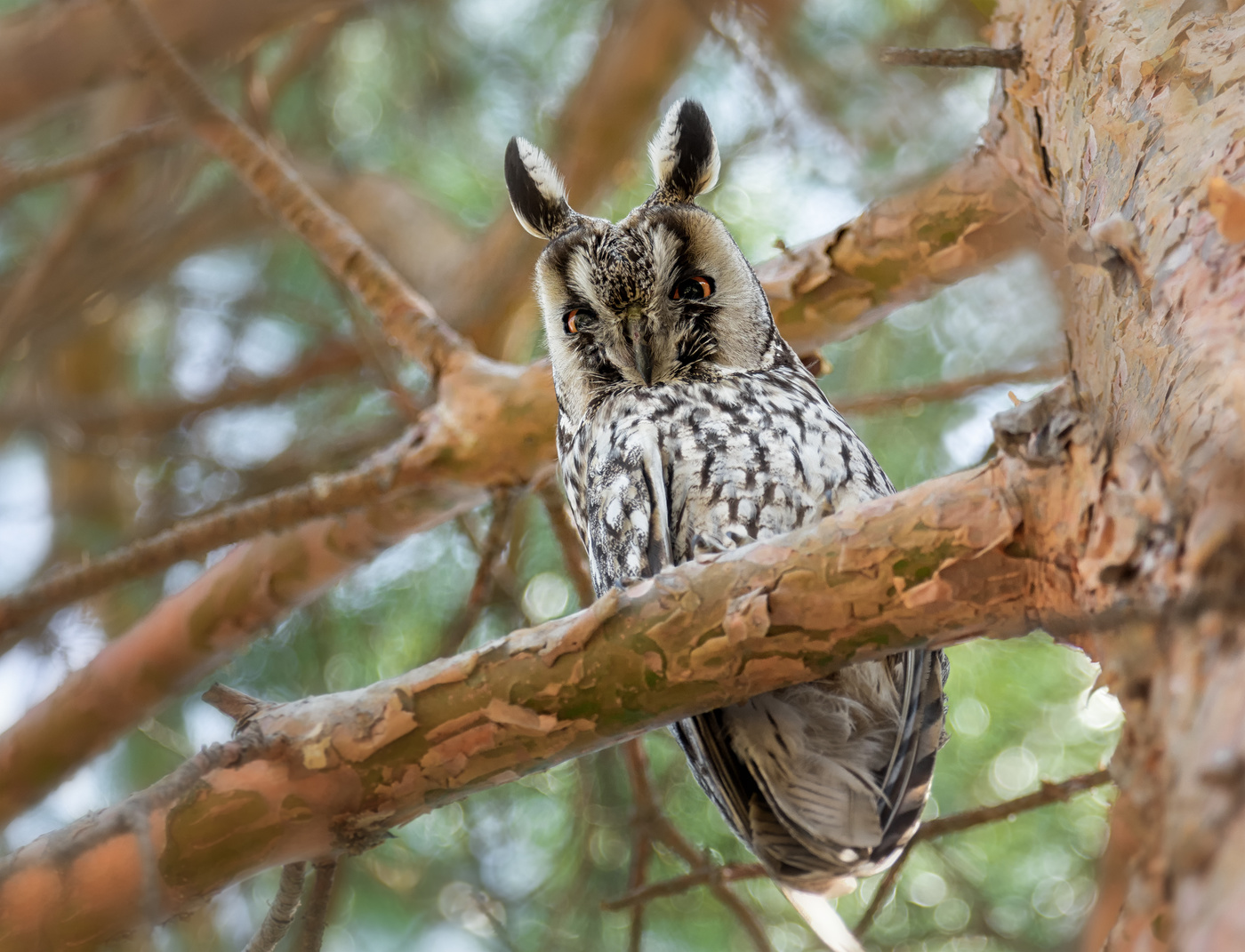 Сова ушастая.