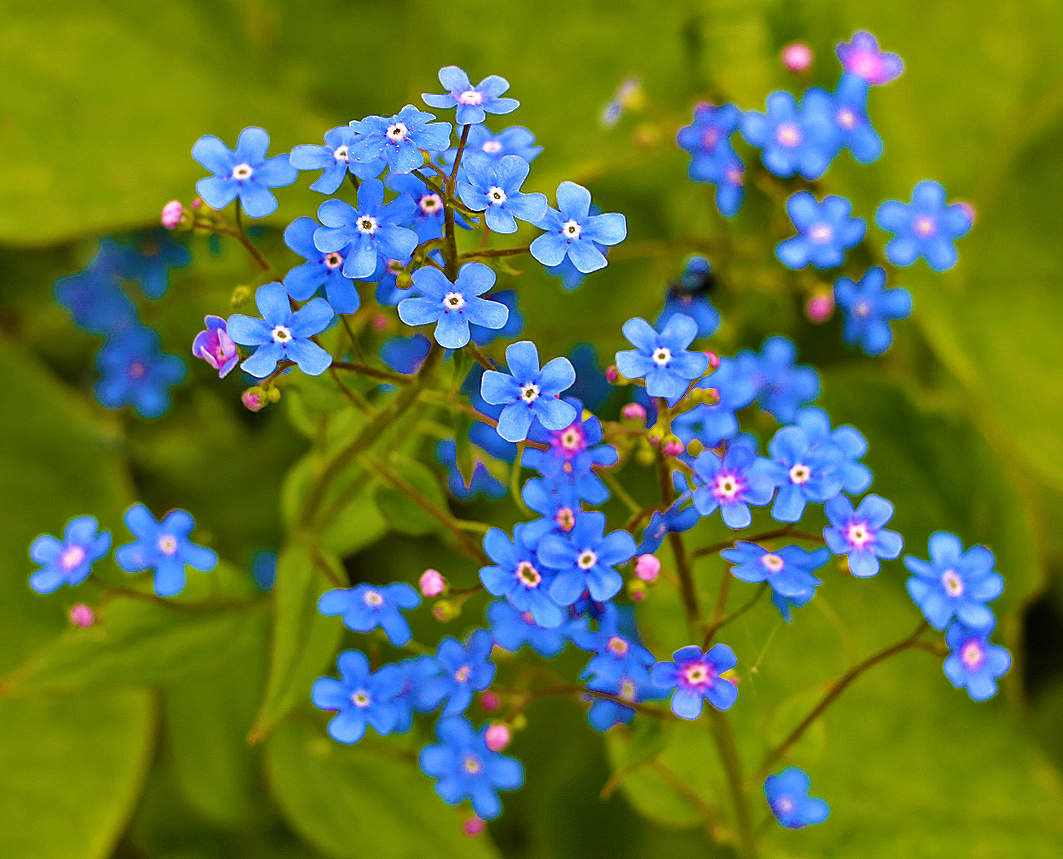 Незабудочки (Бруннера сибирская)