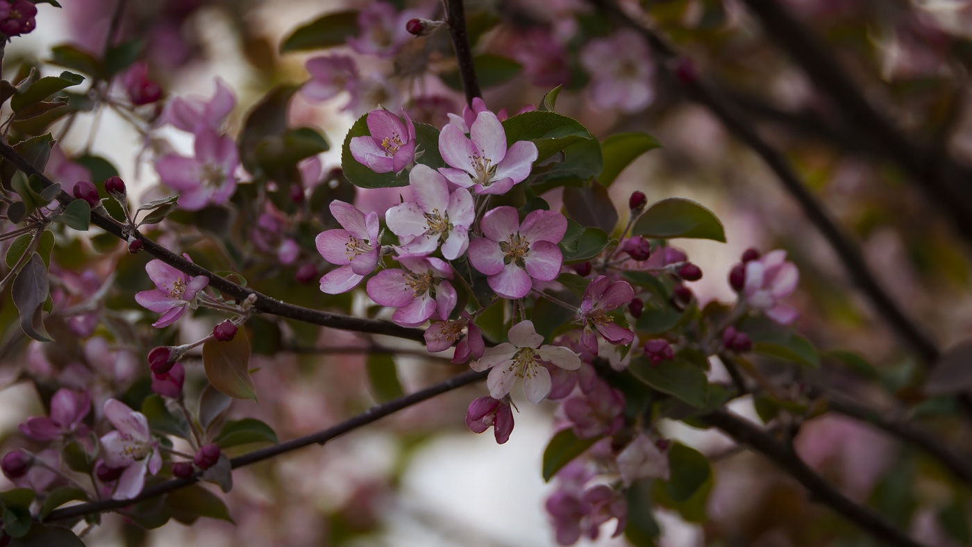 Яблоневый цвет.