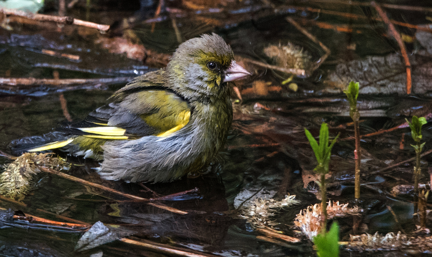 Зеленушка купается в луже.