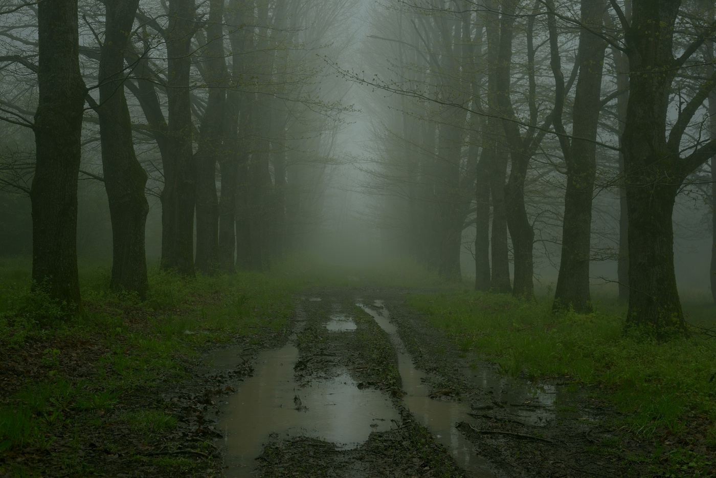 Весенняя дорга