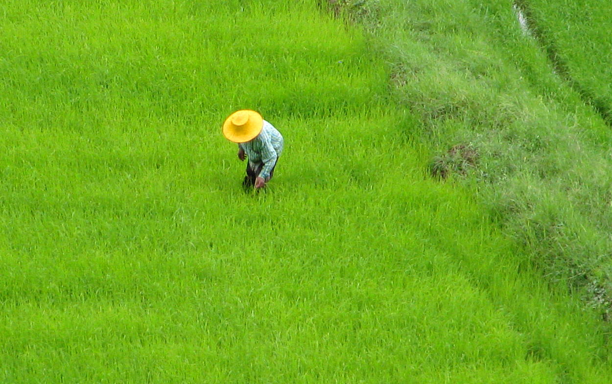 Работа на рисовом поле