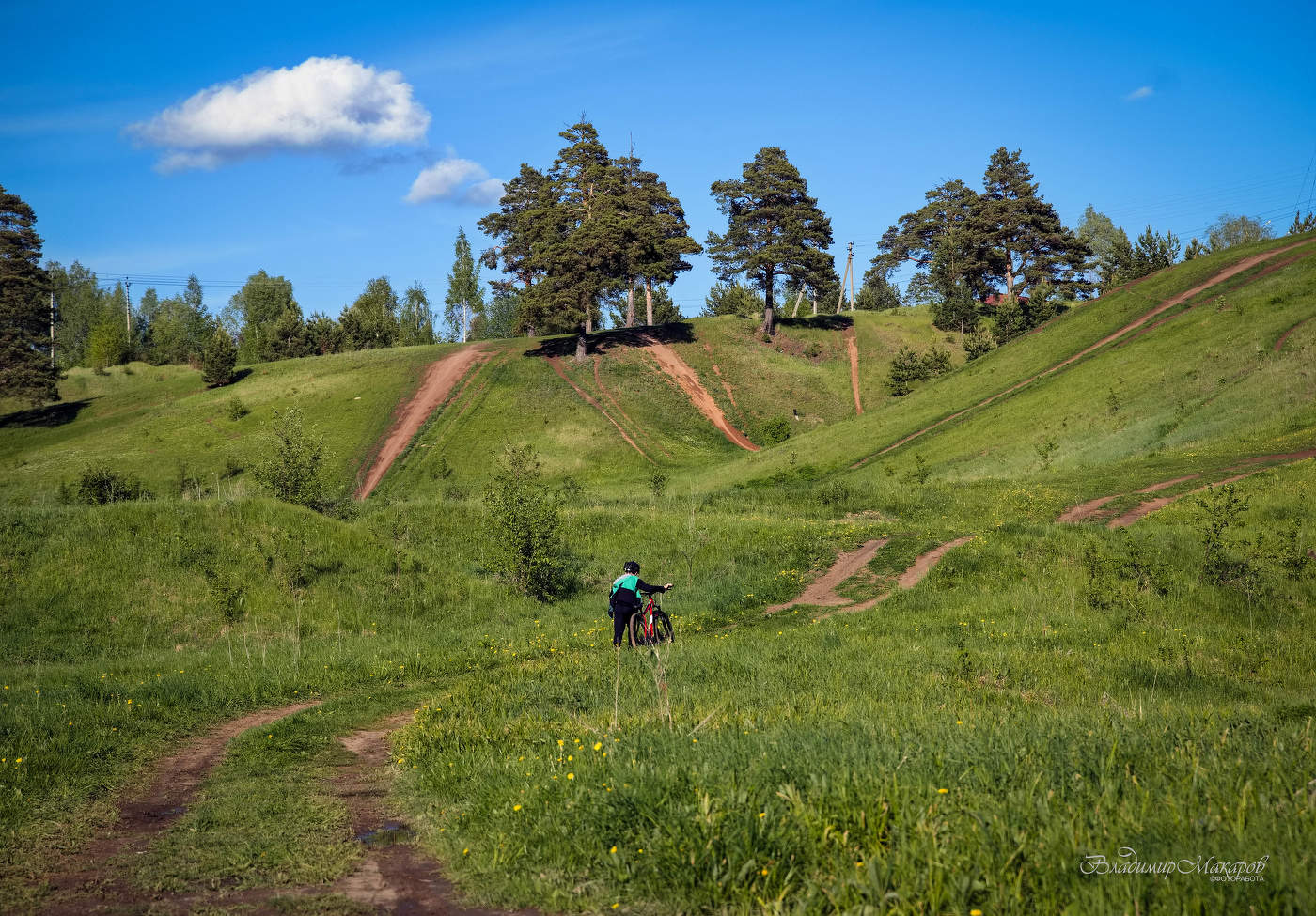 "Раскатанные холмы с соснами. Сезон"©
