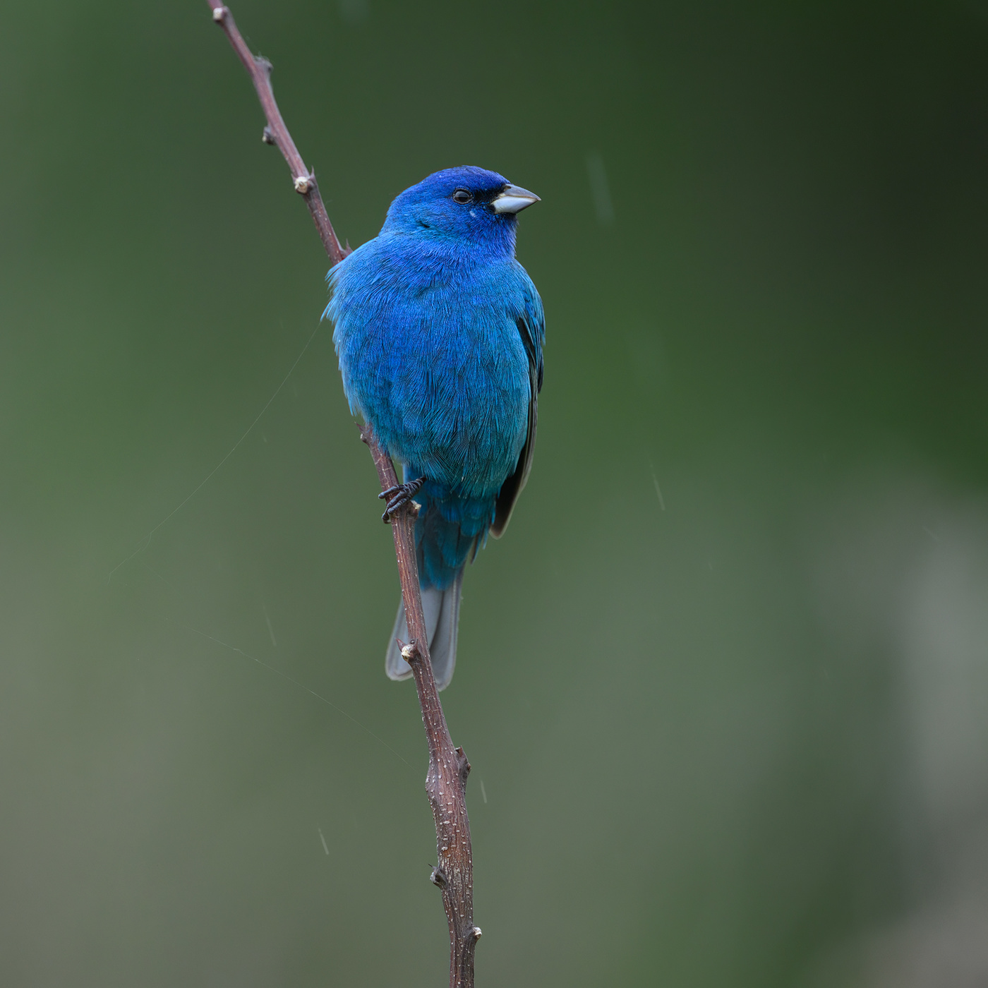 Indigo Bunting (m)