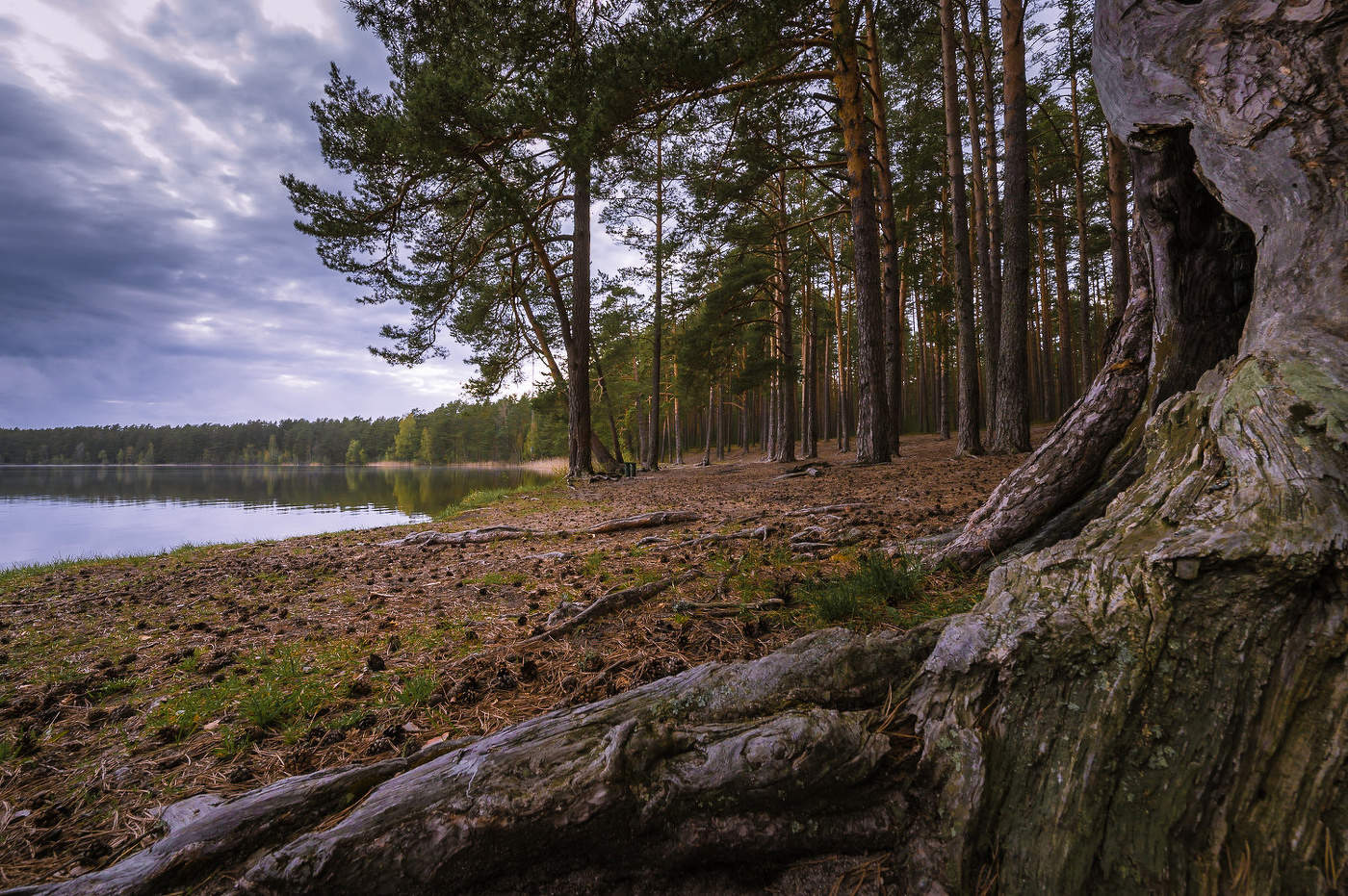 Сосны на берегу Круглого озера.