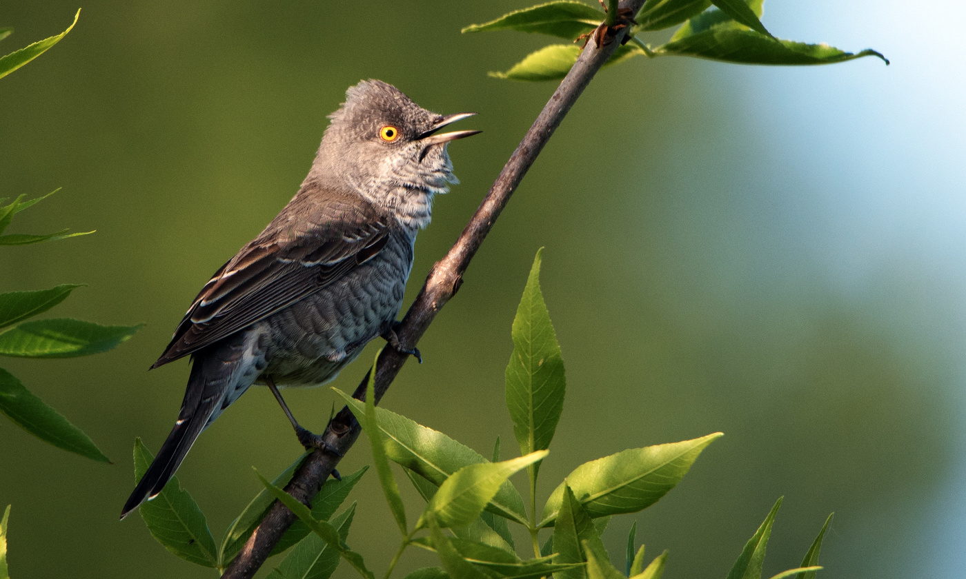 Ястребиная славка.