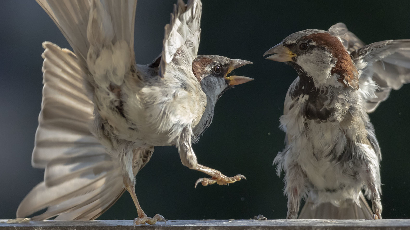 Серьёзный разговор...