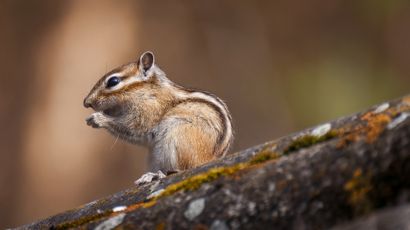 Хвостатый хомячок.