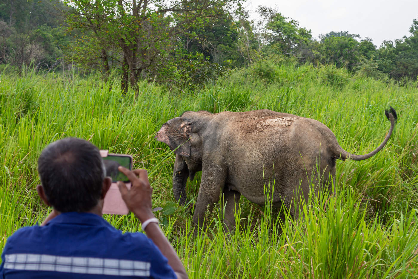 наше вам с кисточкой
