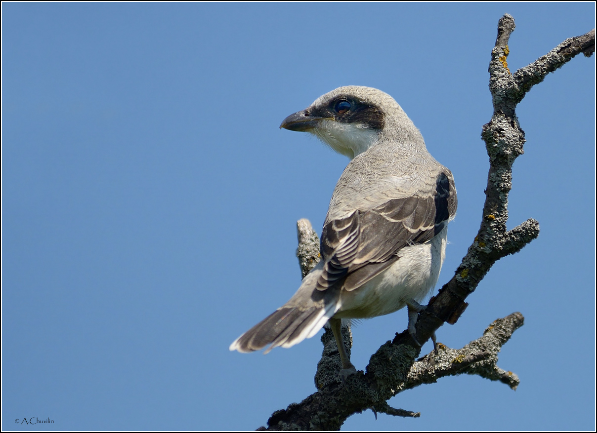 Серый сорокопут