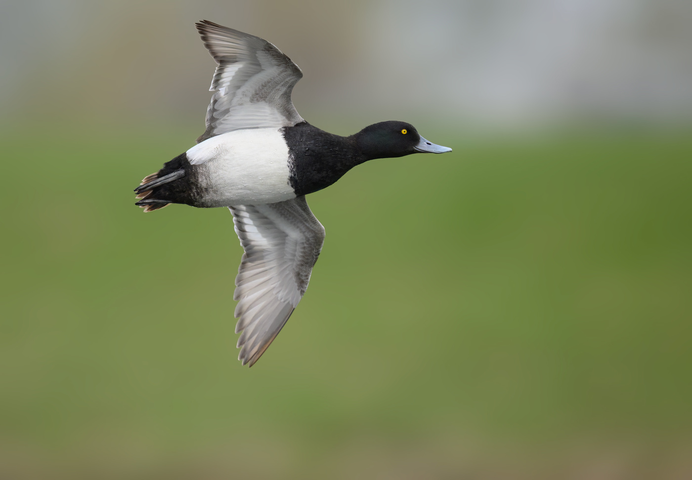 Lesser Scaup (m)