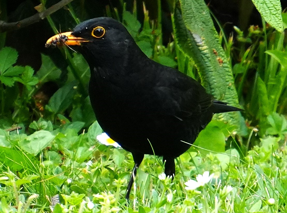 Я козявочку поймал)))