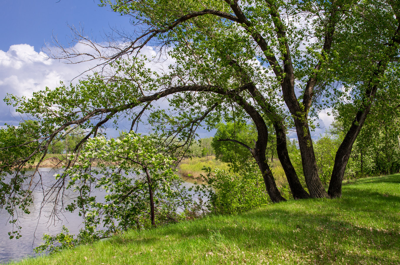 черёмуха цветёт