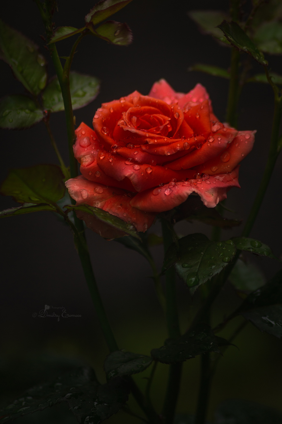 За гранью сумерек...