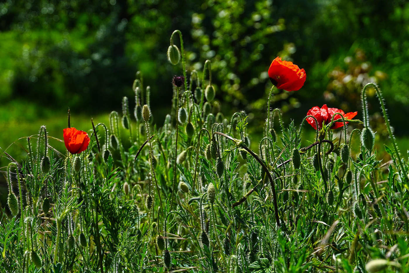 Время маков