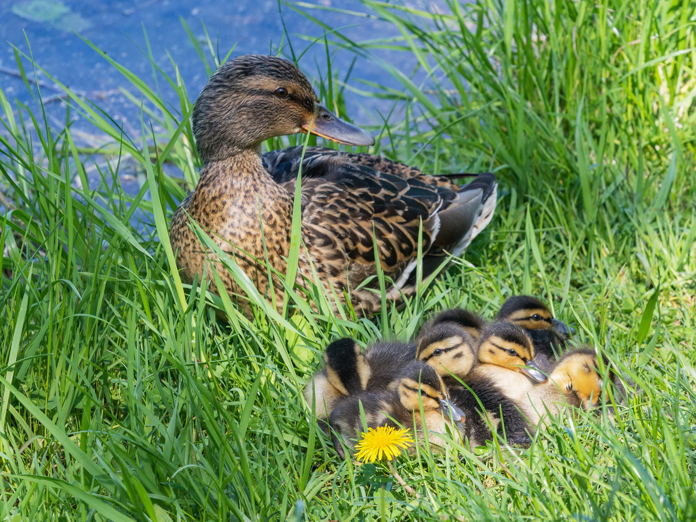 На берегу пруда