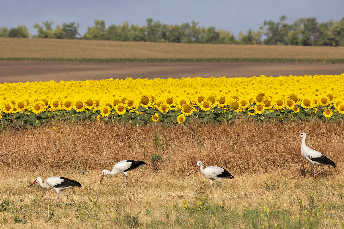 Семейная трапеза